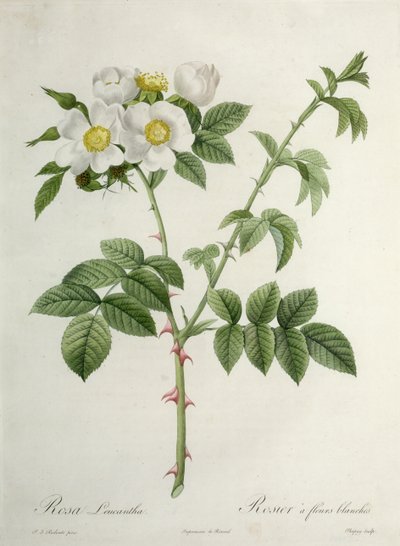 Rosa Leucantha, ryl Chapuy, vydal Remond od Pierre Joseph Redouté